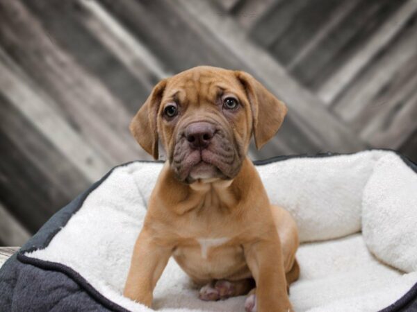 American Bulldog/Dogue De Bordeaux-DOG-Female-RED-23775-Petland Racine, Wisconsin