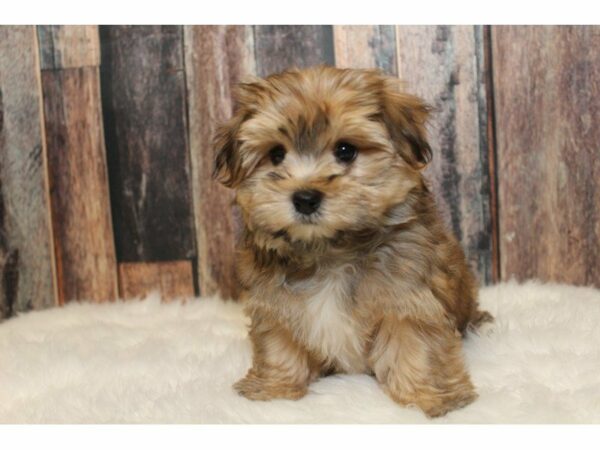 Maltese/Silky Terrier-DOG-Female-Brown Gold-15286-Petland Racine, Wisconsin