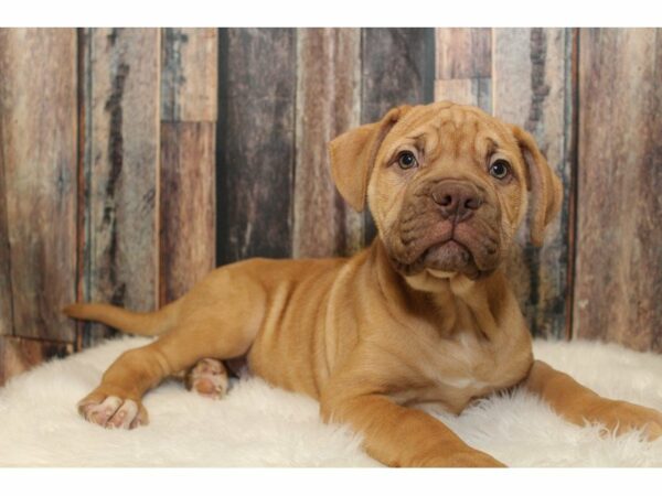 American Bulldog/Dogue De Bordeaux-DOG-Male-Red-15292-Petland Racine, Wisconsin