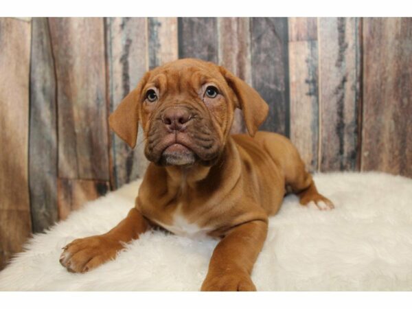 American Bulldog/Dogue De Bordeaux-DOG-Female-Red-15293-Petland Racine, Wisconsin