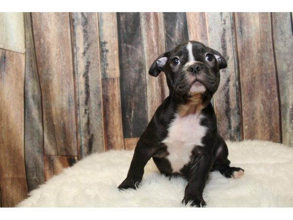 Frenchton-DOG-Male-Brindle-15294-Petland Racine, Wisconsin