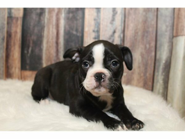 Frenchton-DOG-Female-blk/wh-15295-Petland Racine, Wisconsin