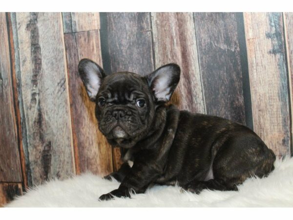 French Bulldog-DOG-Male-Brindle-15296-Petland Racine, Wisconsin