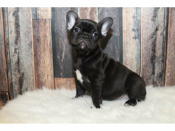 French Bulldog-DOG-Female-Brindle-15297-Petland Racine, Wisconsin