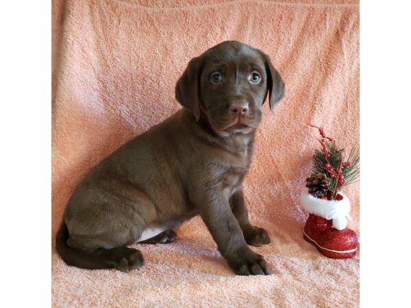 Labrador Retriever-DOG-Female-Chocolate-23785-Petland Racine, Wisconsin