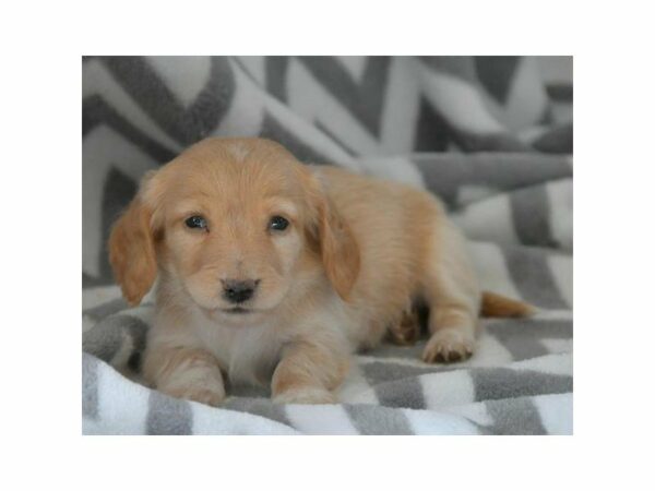 Dachshund-DOG-Male-Cream-23777-Petland Racine, Wisconsin
