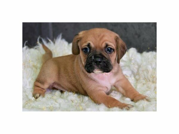 Puggle DOG Male Fawn 23789 Petland Racine, Wisconsin