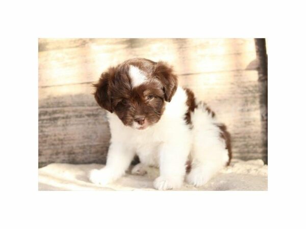 Aussiedoodle Mini-DOG-Female-Chocolate / White-15301-Petland Racine, Wisconsin