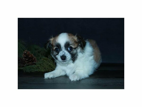 Chihuahua-DOG-Male-Sable / White-15300-Petland Racine, Wisconsin