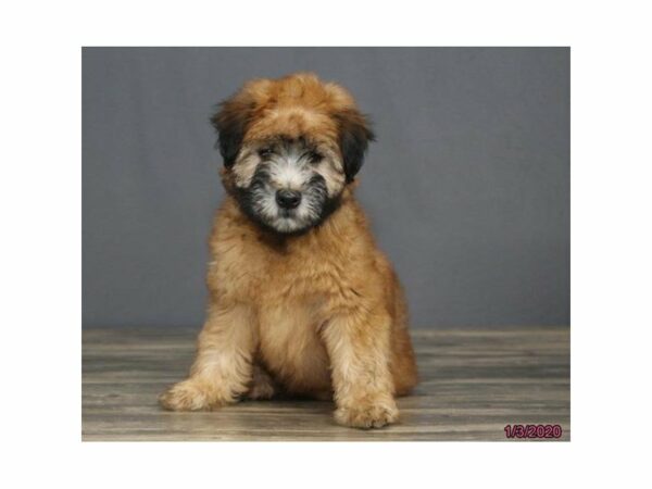 Soft Coated Wheaten Terrier-DOG-Female-Wheaten-15298-Petland Racine, Wisconsin