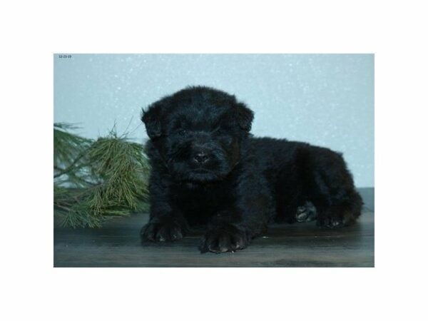 Chow Mix-DOG-Male-Black-15304-Petland Racine, Wisconsin