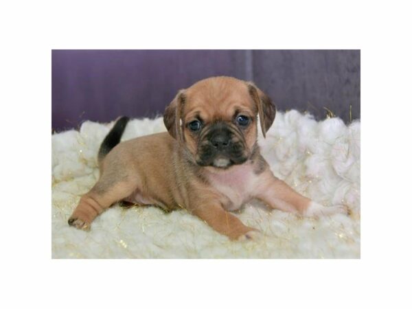 Puggle DOG Female Fawn 15303 Petland Racine, Wisconsin