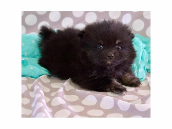 Pomeranian-DOG-Male-Black/Tan-15302-Petland Racine, Wisconsin