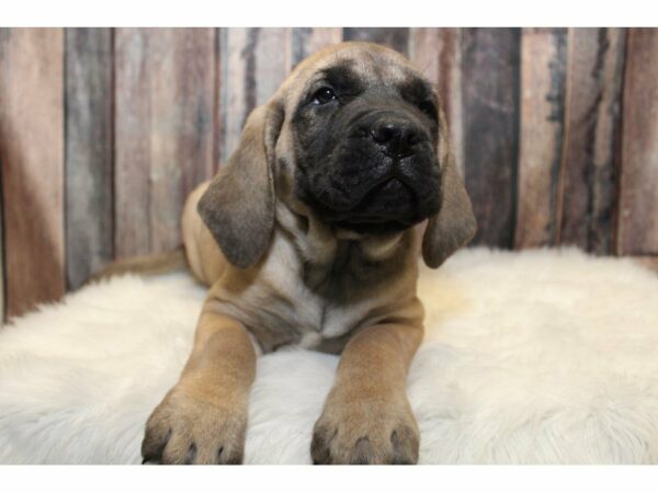 Mastiff DOG Female Fawn/ Black Mask 15305 Petland Racine, Wisconsin