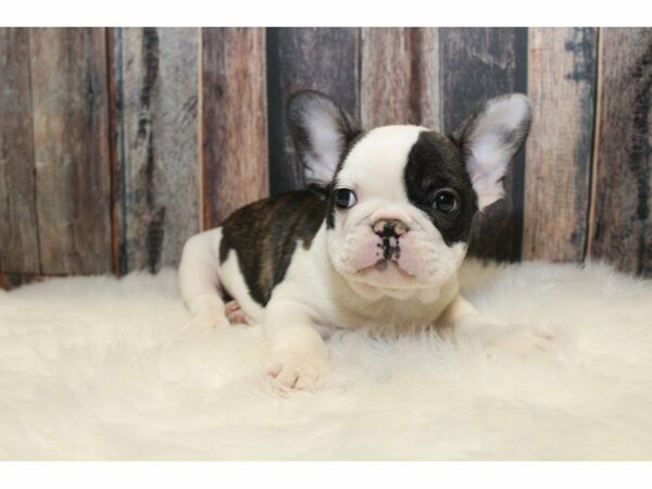 French Bulldog-DOG-Male-Black/White-15306-Petland Racine, Wisconsin