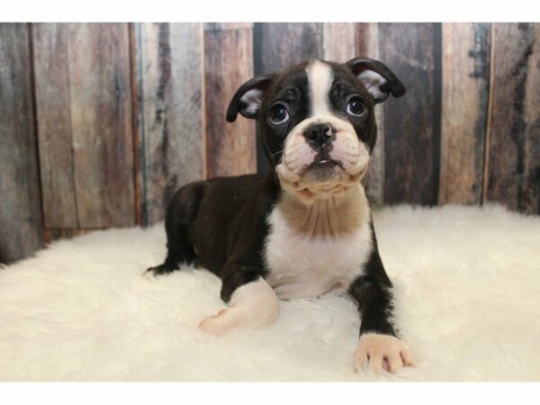 Boston Terrier-DOG-Male-Black/White-15307-Petland Racine, Wisconsin