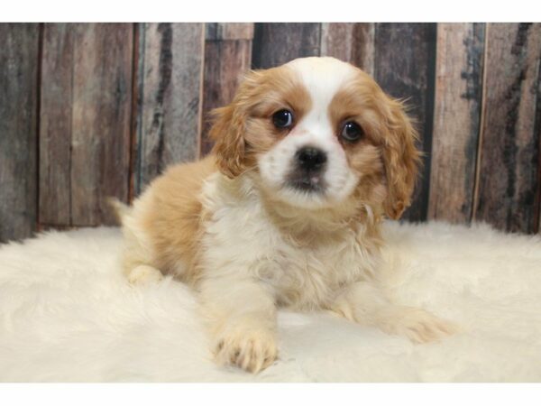 Pekalier (Cavalier/Pekingese)-DOG-Male-Blenheim-15308-Petland Racine, Wisconsin