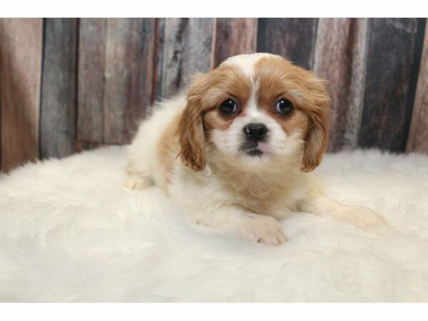 Pekalier (Cavalier/Pekingese)-DOG-Female-Blenhiem-15309-Petland Racine, Wisconsin