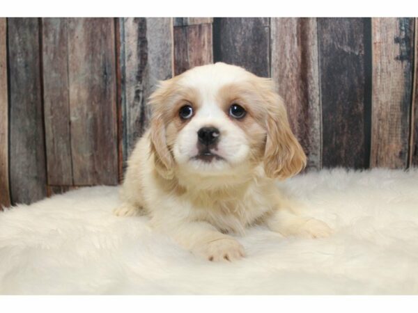 Pekalier (Cavalier/Pekingese)-DOG-Male-Blenhiem-15310-Petland Racine, Wisconsin