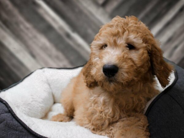 Goldendoodle 2nd Gen-DOG-Male-Cream-23784-Petland Racine, Wisconsin