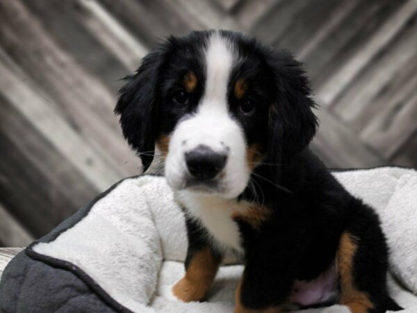 Bernese Mountain Dog-DOG-Male-Black Rust / White-23788-Petland Racine, Wisconsin