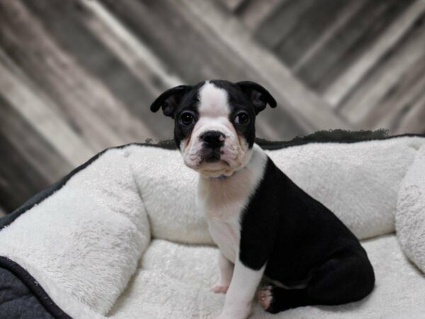 Boston Terrier-DOG-Male-B/W-23790-Petland Racine, Wisconsin