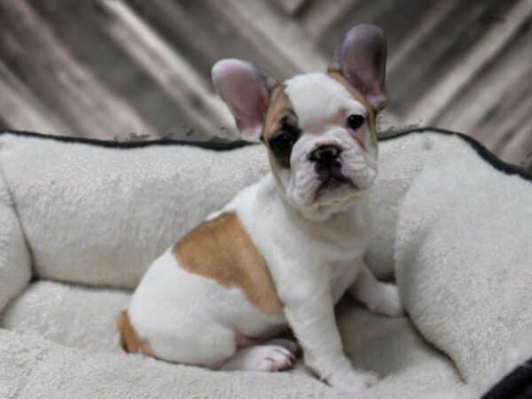French Bulldog-DOG-Female-WH/FAWN-23791-Petland Racine, Wisconsin