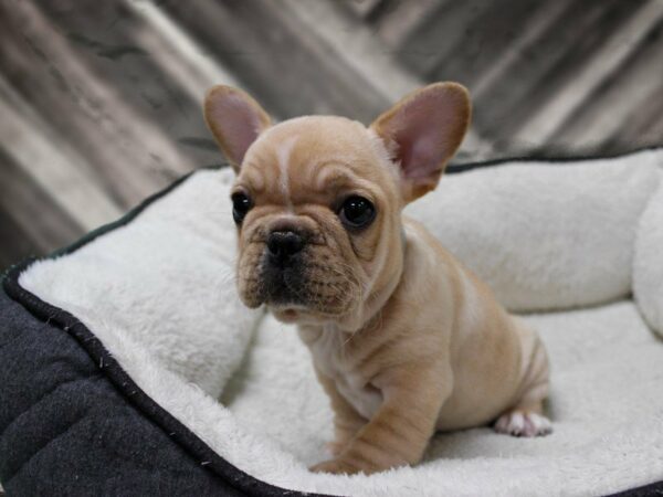 French Bulldog-DOG-Female-CREAM-23792-Petland Racine, Wisconsin