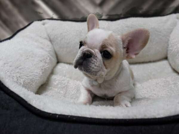 French Bulldog-DOG-Female-WH/CREAM-23793-Petland Racine, Wisconsin