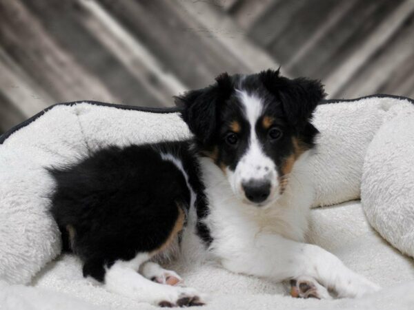 Shetland Sheepdog-DOG-Female-Tri-Colored-23786-Petland Racine, Wisconsin