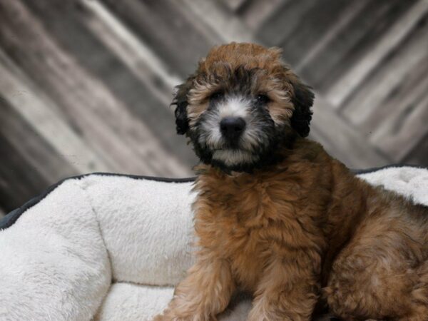 Soft Coated Wheaten Terrier-DOG-Male-Wheaten-23783-Petland Racine, Wisconsin