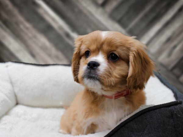 Pekalier-DOG-Male-RUBY-23796-Petland Racine, Wisconsin