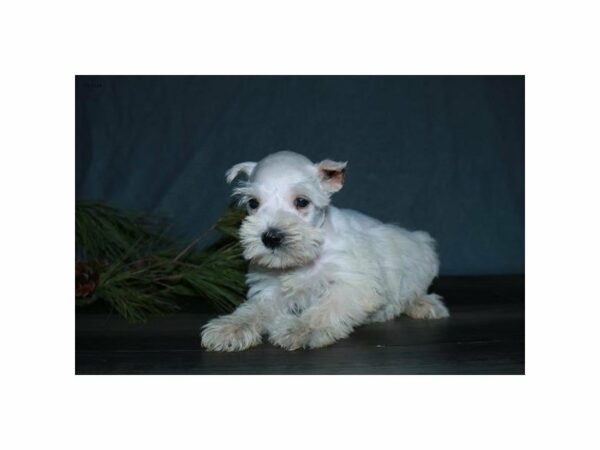 Miniature Schnauzer-DOG-Female-White-15315-Petland Racine, Wisconsin