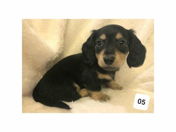 Dachshund-DOG-Female-Black / Cream-15319-Petland Racine, Wisconsin