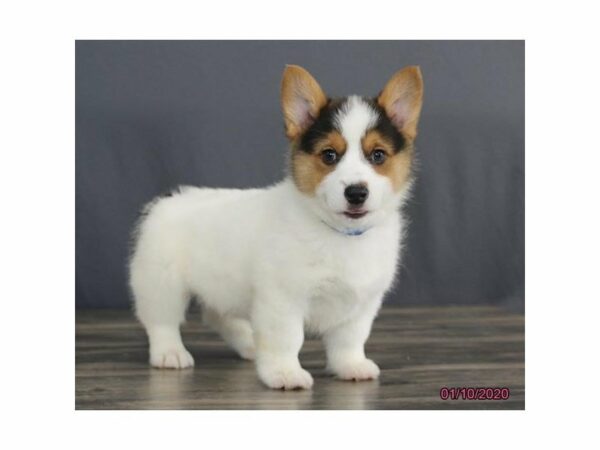 Pembroke Welsh Corgi-DOG-Male-Tri-Colored-15320-Petland Racine, Wisconsin