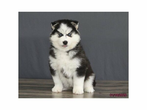 Siberian Husky-DOG-Female-Black / White-15322-Petland Racine, Wisconsin