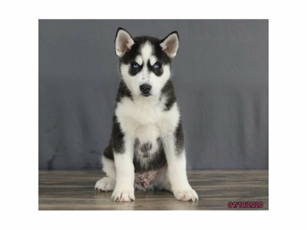 Siberian Husky-DOG-Male-Black / White-15321-Petland Racine, Wisconsin