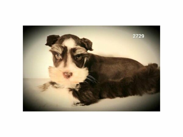 Miniature Schnauzer-DOG-Male-Chocolate / White-15317-Petland Racine, Wisconsin
