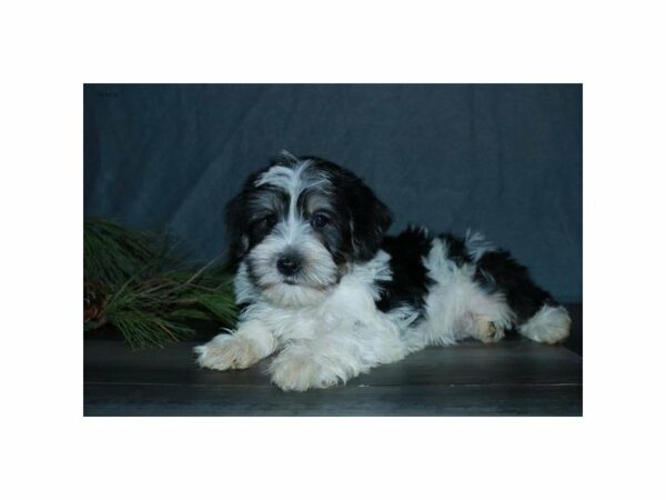 Schnorkie-DOG-Female-Black-15323-Petland Racine, Wisconsin