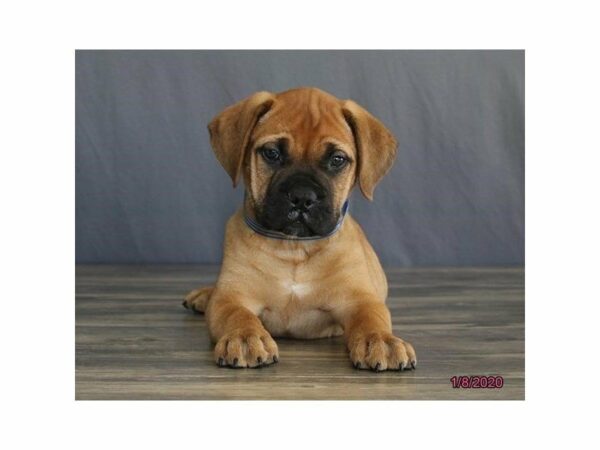 Bullmastiff-DOG-Female-Red Fawn-23801-Petland Racine, Wisconsin