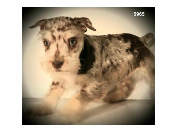 Miniature Schnauzer-DOG-Male-Chocolate Merle-23809-Petland Racine, Wisconsin