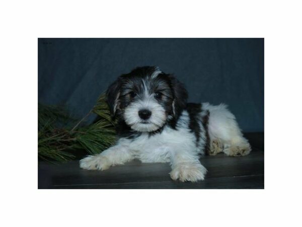 Yorkie/Schnauzer-DOG-Male-Sable-23816-Petland Racine, Wisconsin