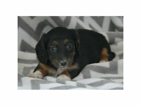 Dachshund-DOG-Female-Black / Tan-23810-Petland Racine, Wisconsin