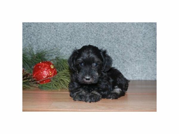 Schnoodle-DOG-Female-Black-23805-Petland Racine, Wisconsin