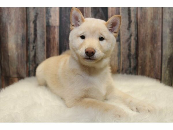 Shiba Inu-DOG-Male-Cream-15312-Petland Racine, Wisconsin