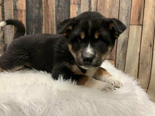 Shiba Inu-DOG-Male-Black/Tan-15313-Petland Racine, Wisconsin