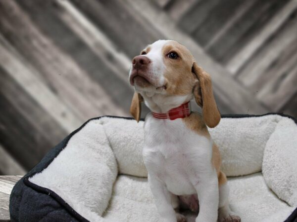 Beagle-DOG-Male-LEMON/WH-23818-Petland Racine, Wisconsin