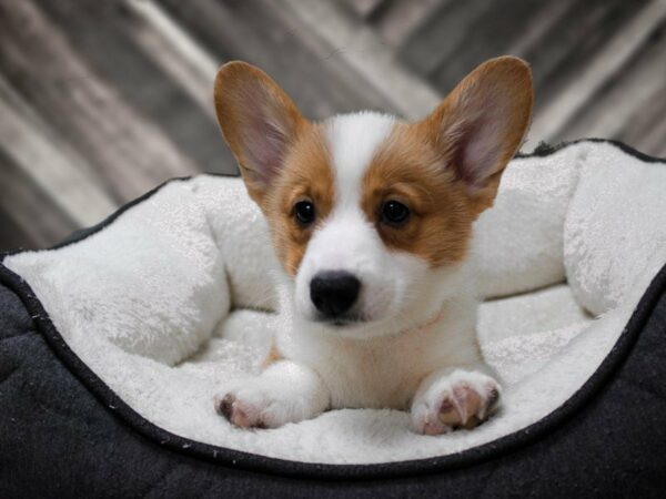 Pembroke Welsh Corgi-DOG-Male-Red / White-23814-Petland Racine, Wisconsin