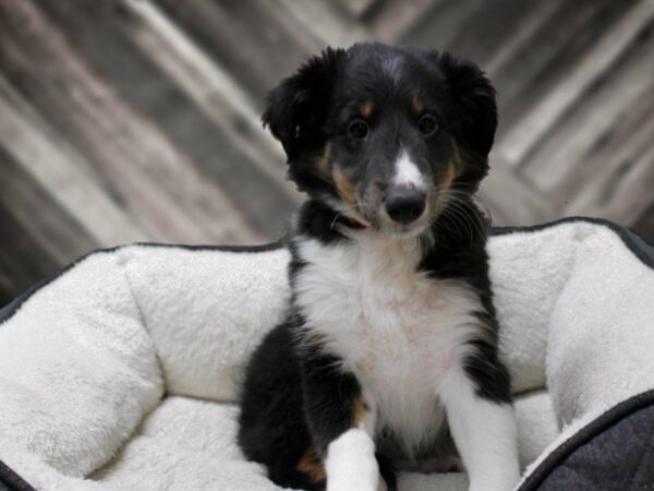 Shetland Sheepdog-DOG-Female-Tri-Colored-23817-Petland Racine, Wisconsin