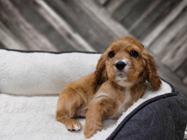 Cockalier DOG Male Brown 23804 Petland Racine, Wisconsin